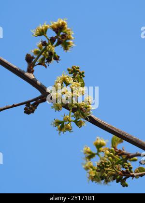 Kirschblüte (Cordia dichotoma) Plantae Stockfoto