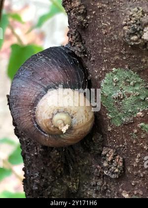 Riesenlandschnecke (Acavus phoenix) Mollusca Stockfoto