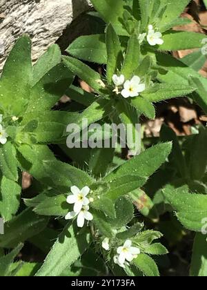 Maisgromwell (Buglossoides arvensis) Plantae Stockfoto