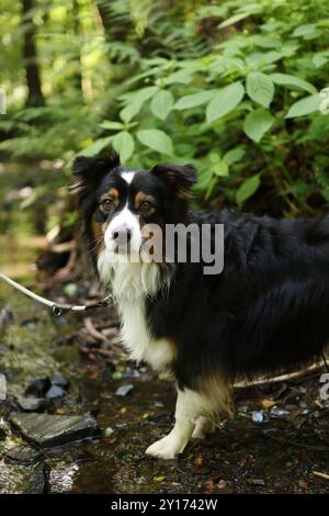 Der australische Schäferhund Trikolore ist auf einem Spaziergang am Fluss. Stockfoto