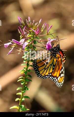 Schmetterling auf einer Blume Stockfoto
