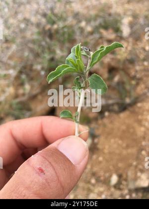 Virgin River Brittlebush (Encelia virginensis) Plantae Stockfoto