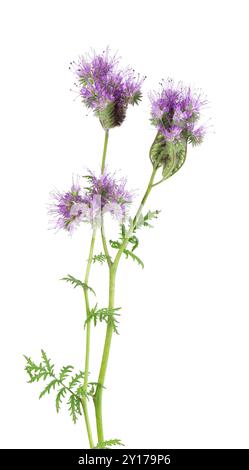 Phacelia blüht isoliert auf weißem Hintergrund. Hellviolette Blüten von Lacy phacelia oder Blue tansy. Stockfoto