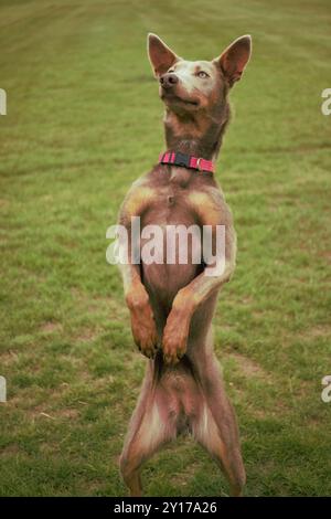 Porträt eines roten, australischen Kelpie-Hundes, der in einer Känguru-Pose auf Hinterbeinen steht und einen „Betteltrick“ macht, draußen auf Gras. Stockfoto
