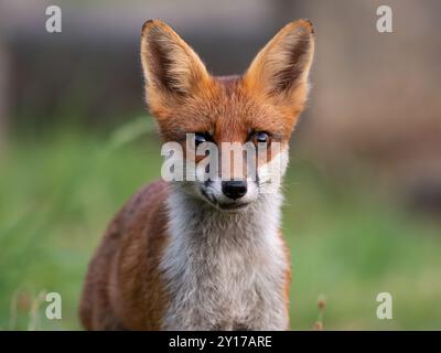 Wilder Rotfuchs [ vulpes vulpes] auffälliges Nahporträt Bristol, Großbritannien Stockfoto