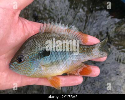 Longear Sunfish Complex (Lepomis megalotis) Actinopterygii Stockfoto