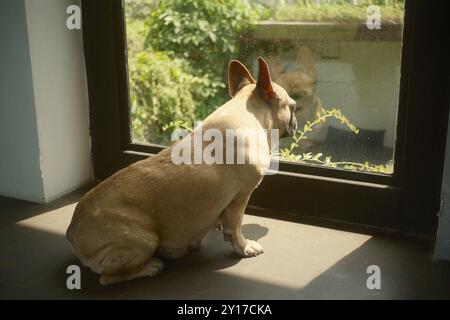 Eine kitzfarbene französische Bulldogge sitzt und blickt mit Sonnenlichtreflexionen aus dem Fenster Stockfoto