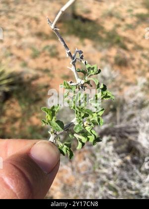 Virgin River Brittlebush (Encelia virginensis) Plantae Stockfoto