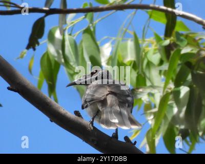 Lauter Friarbird (Philemon corniculatus) Aves Stockfoto