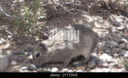 Southern Mountain Cavy (Microcavia australis) Mammalia Stockfoto