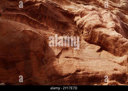 Nahaufnahme Detail des erodierten und verwitterten Otter Sandsteins der Sidmouth Cliffs with A Stabilising Bolt, Sidmouth UK Stockfoto