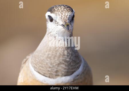 Eurasischer Dotterel nistet auf seinen Brutplätzen im arktischen Norwegen Stockfoto