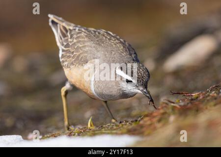 Eurasischer Dotterel nistet auf seinen Brutplätzen im arktischen Norwegen Stockfoto