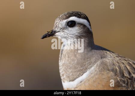 Eurasischer Dotterel nistet auf seinen Brutplätzen im arktischen Norwegen Stockfoto