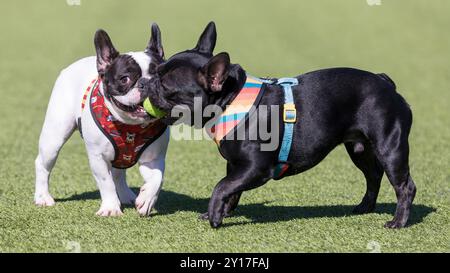 Zwei französische Bulldoggen spielen mit einem Ball. Hundeschlittenpark in Nordkalifornien. Stockfoto