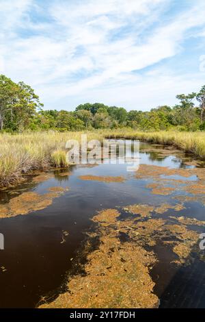 Marsh Area im Meereswaldgebiet Currituck Banks Estuaine in den Outer Banks von North Carolina Stockfoto