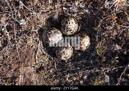 Nördliches Goldenes Plover-Nest und Eier auf den Brutplätzen im arktischen Norwegen Stockfoto