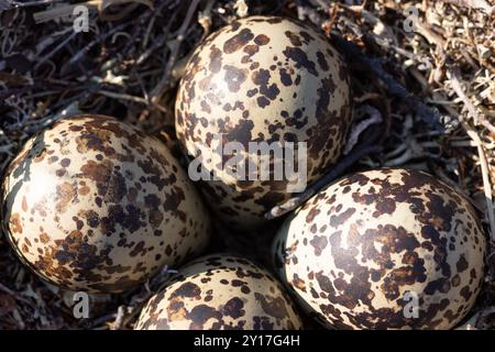 Nördliches Goldenes Plover-Nest und Eier auf den Brutplätzen im arktischen Norwegen Stockfoto