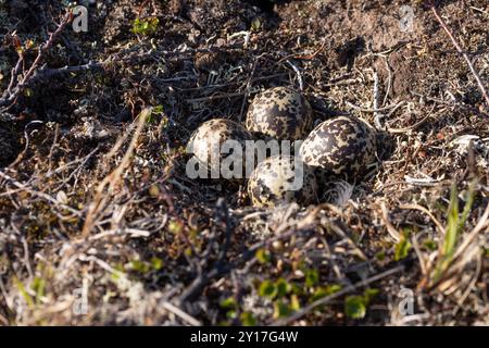 Nördliches Goldenes Plover-Nest und Eier auf den Brutplätzen im arktischen Norwegen Stockfoto