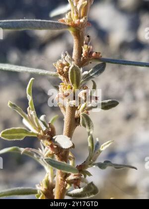 Schmalblättrige Weide (Salix exigua) Plantae Stockfoto