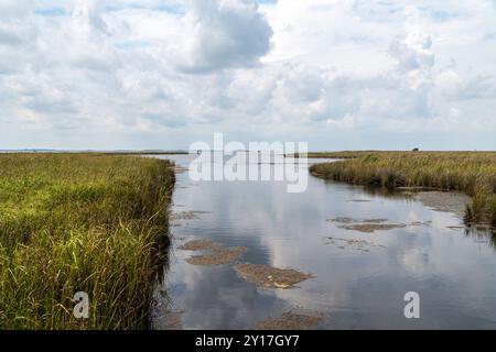 Marsh Area im Meereswaldgebiet Currituck Banks Estuaine in den Outer Banks von North Carolina Stockfoto