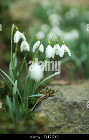 Voller blühender Schneeglöckchen im Garten. Es ist eine schöne Tapete Stockfoto