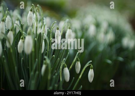 Voller blühender Schneeglöckchen im Garten. Es ist eine schöne Tapete Stockfoto