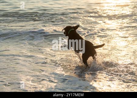 Black Labrador Retriever Hund am Strand, spielt und tobt in der Brandung und im Sand. Outer Banks, North Carolina Stockfoto