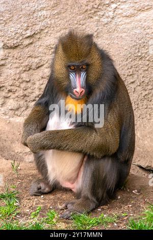 Mandrill Stockfoto