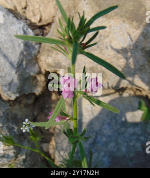 Wieselschnauze (Misopates orontium) Plantae Stockfoto