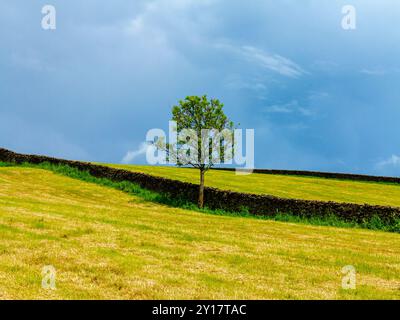 Landschaft mit Bäumen und Trockenmauern im Frühling im Peak District National Park, England, Großbritannien. Stockfoto