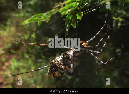 Common Garden Orbweb Spider (Argiope australis) Arachnida Stockfoto