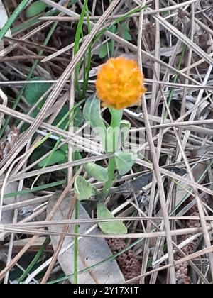 Orangenmilchkraut (Polygala lutea) Plantae Stockfoto