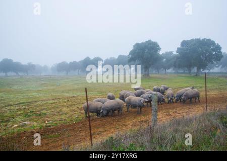 Iberische Schweine in einer Wiese. Los Pedroches Tal, Provinz Córdoba, Andalusien, Spanien. Stockfoto