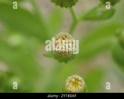 Tropischer Pferdegras (Erigeron sumatrensis) Plantae Stockfoto