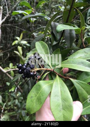 Marlberry (Ardisia escallonioides) Plantae Stockfoto