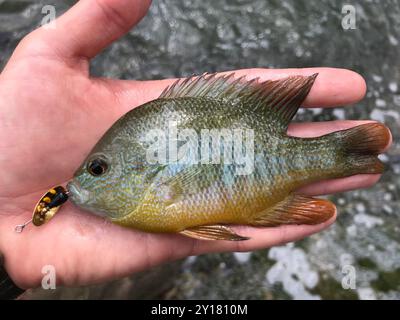 Longear Sunfish Complex (Lepomis megalotis) Actinopterygii Stockfoto