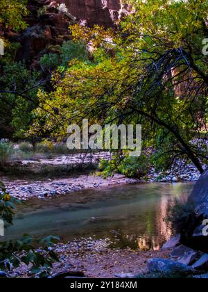 Bäume entlang des Ufers des Virgin River, wo er durch den Zion Canyon fließt, beginnen ihre leuchtenden Herbstfarben zu zeigen Stockfoto