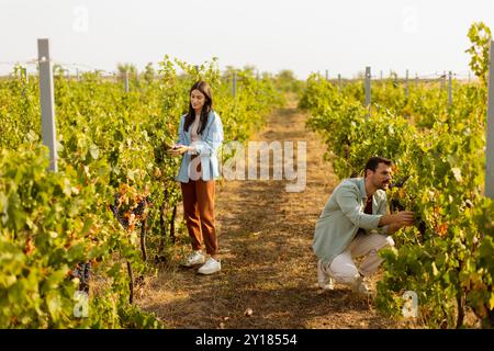 In einem pulsierenden Weinberg sammeln zwei Freunde freudig Trauben, umgeben von üppigen grünen Reben unter der hellen Herbstsonne, um die Ernte se zu genießen Stockfoto