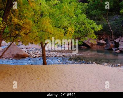 Der kommende Herbst. Ein kleiner Baum am Ufer des Zion River im Zion National Park, Utah, beginnt sich in ein goldenes Gelb zu verwandeln Stockfoto