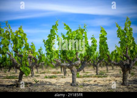 Ein üppiger Weinberg, der unter der sevillanischen Sonne in Carrion de los Cespedes, Spanien, blüht. Die leuchtend grünen Rebstöcke stehen für Wachstum und die reiche Tradition von W Stockfoto