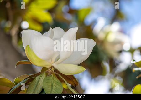 Wunderschöner Magnolienbaum in voller Blüte in der Nähe der berühmten Kathedrale von Sevilla, Spanien. Fängt das Wesen der Natur in Verbindung mit historischem Architekten ein Stockfoto