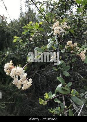 Buckbrush (Ceanothus cuneatus) Plantae Stockfoto