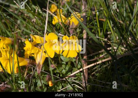 Subalpine Affenblume (Erythranthe caespitosa) Plantae Stockfoto