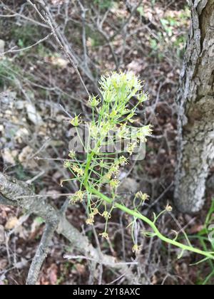 Nuttalls Deathcamas (Toxicoscordion nuttallii) Plantae Stockfoto