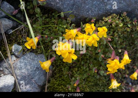 Subalpine Affenblume (Erythranthe caespitosa) Plantae Stockfoto