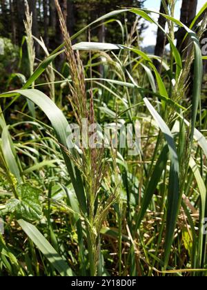 Pazifisches Kleinrohrgras (Calamagrostis nutkaensis) Plantae Stockfoto