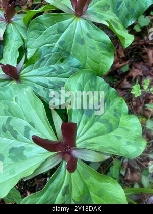 Riesige violette wakerobin (Trillium kurabayashii) Plantae Stockfoto