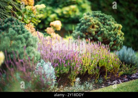 Ein wunderschön angeordnetes Gartenbett mit blühendem Lavendel und verschiedenen Zierpflanzen schafft eine ruhige Atmosphäre im Freien mit Farben und Stockfoto