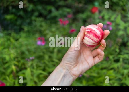 Rot gestreifter Apfel in der Hand der Frau vor dem Hintergrund der Sommerplantagen. Gesunde Ernährung. Ernte im August. Stockfoto